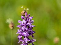 Geflecktes Knabenkraut auf der Almwiese